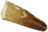 Fossil Spinosaurus Tooth - Real Dinosaur Tooth #310897-1